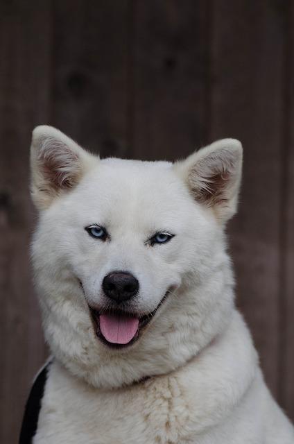 Akita Inu v Bytě: Jak Zvládnout Život s Velkým Psem