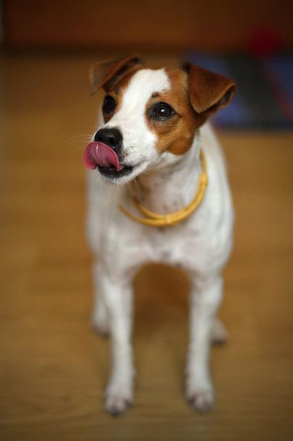 Jack Russell Teriér v bytě: Jak zajistit šťastný život městskému psu