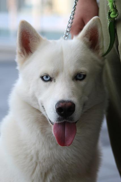 Kishu Inu vs Shiba Inu: Porovnání dvou japonských klenotů