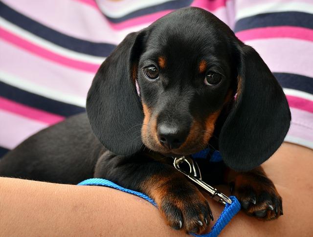 Dachshund X Jack Russell: Perfektní mix pro vaši rodinu?