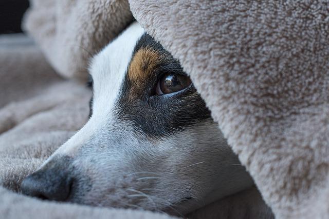 Jack Russell křížený s Jezevčíkem: Malý pes s velkým srdcem