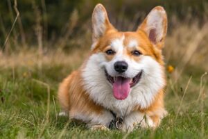 Corgi x Shiba Inu: Úžasný mix pro milovníky psů