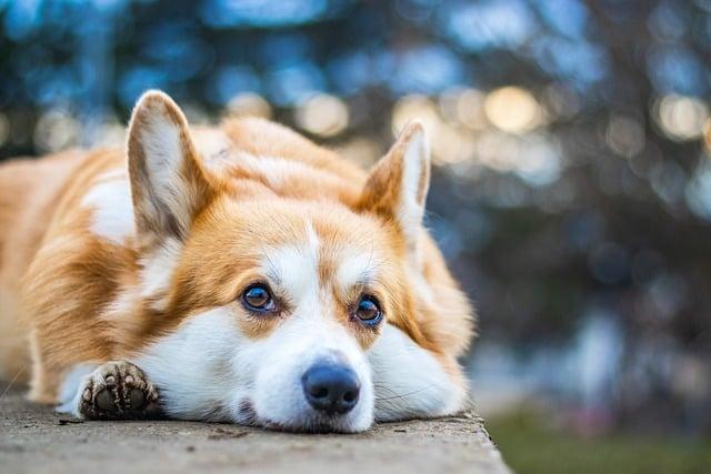 Život s Corgi: tipy a rady pro majitele