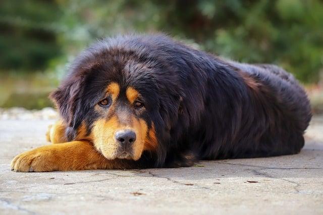 Tibetský mastif a ‌tygr jako domácí mazlíčci