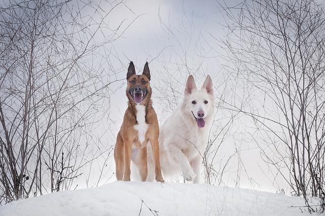 Proč je důležité pečovat o fyzickou kondici belgického ovčáka malinois