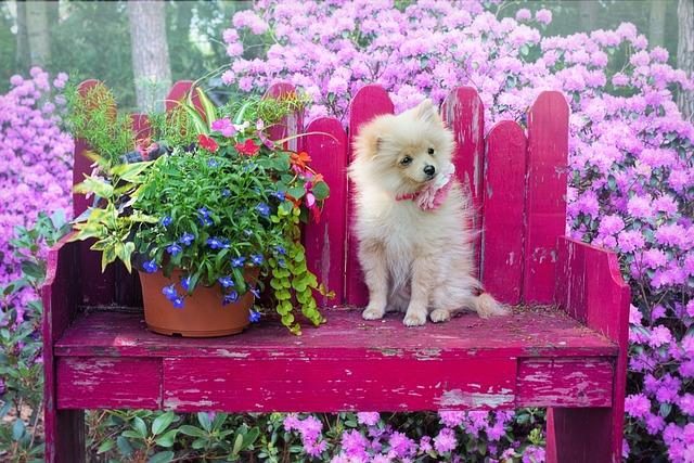 Co zohlednit při stanovení finančního rozpočtu na pomeranian štěně