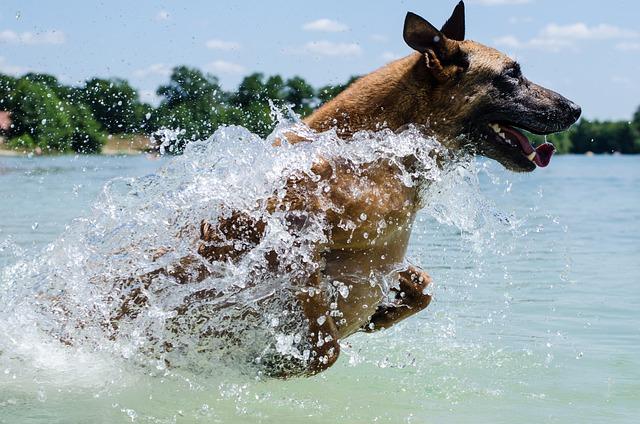 Nezapomenutelné zážitky s belgickým ovčákem ⁢malinois