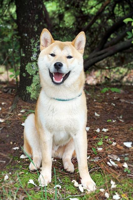 Výhody a nevýhody chování Shiba Inu ve městě