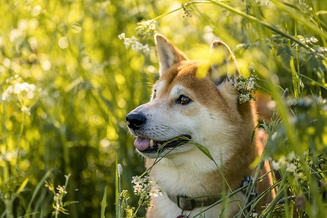 Nejlepší tréninkové techniky pro Shiba Inu