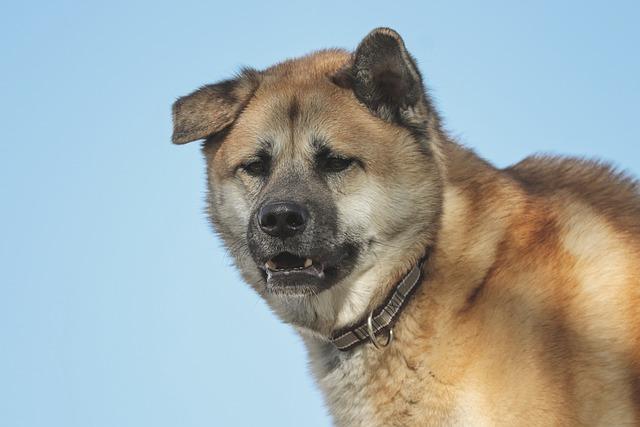 Jak zvládnout podobné chování u Akita Inu a podobných plemen