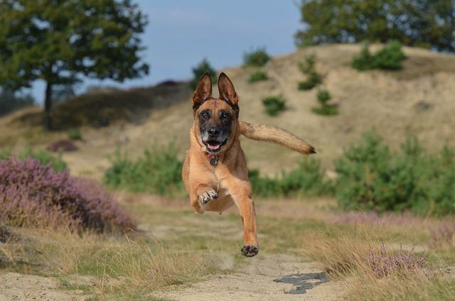 Proč je belgický ovčák⁣ malinois skvělou volbou pro ⁤aktivní⁣ jedince