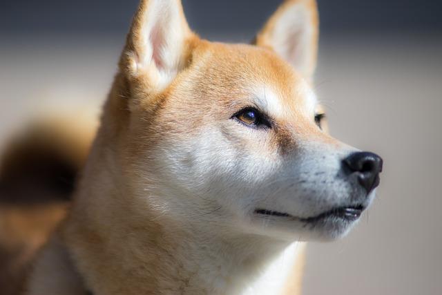 Neohrožený a učenlivý lovecký instinkt Shiba Inu
