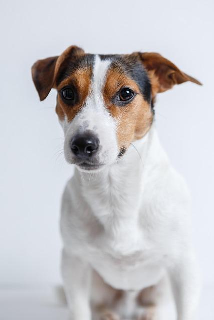 Jak vypadá Jack Russell křížený s Jezevčíkem?