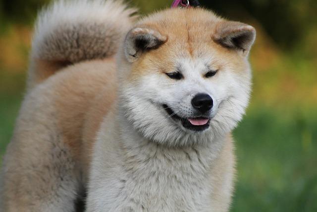 Akita Inu vs Shiba Inu: Jak vybrat ideálního společníka pro vás?