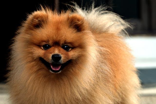 Jak určit správnou cenu za pomeranian štěně?