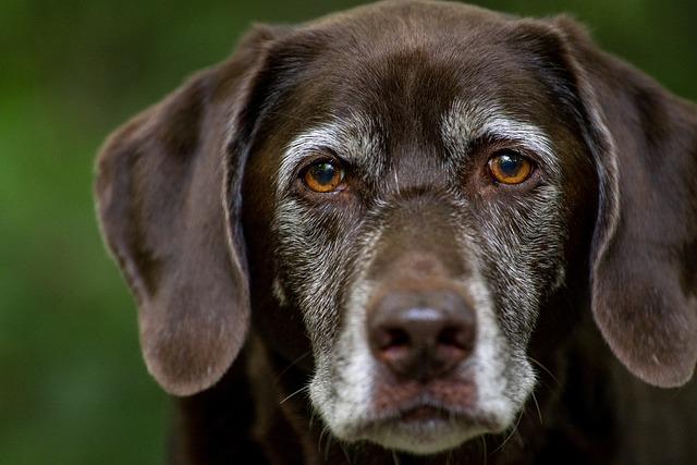 Základní stravovací potřeby‌ pro labradorského retrívra