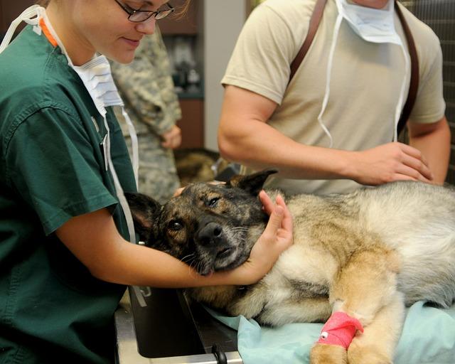 Pohled veterinářů na kupírování ocasů u psů