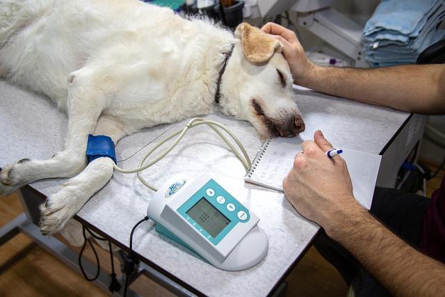 Význam ‍pravidelného veterinárního‍ vyšetření během růstu psa