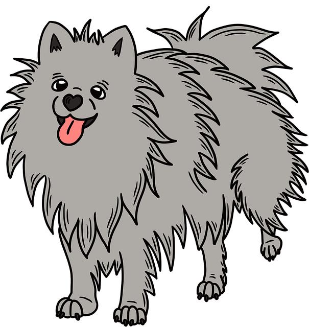 Pomeranian Boo Velikost: Jak Velký Bude Váš Boo?