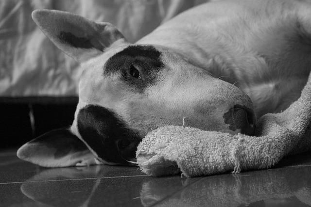 Jakých nutrientů potřebuje Staffordšírský bulteriér v dospělosti