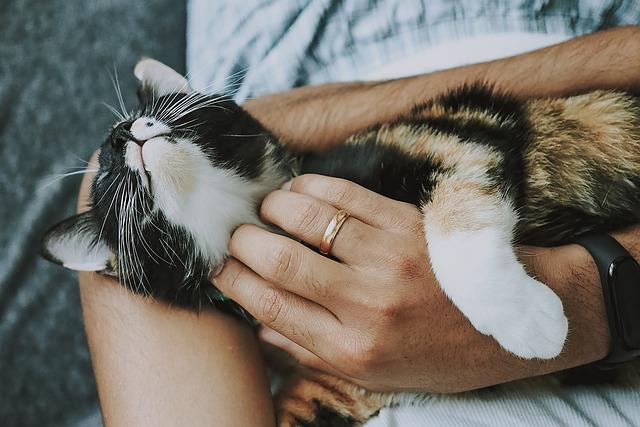 Důležité kroky při domácí péči o fenku s poškozenými ledvinami